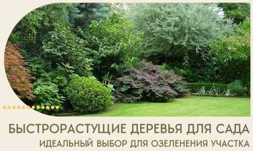 Быстрорастущие деревья для сада идеальный выбор в Сестрорецке