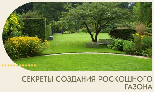Секреты создания роскошного газона в Сестрорецке