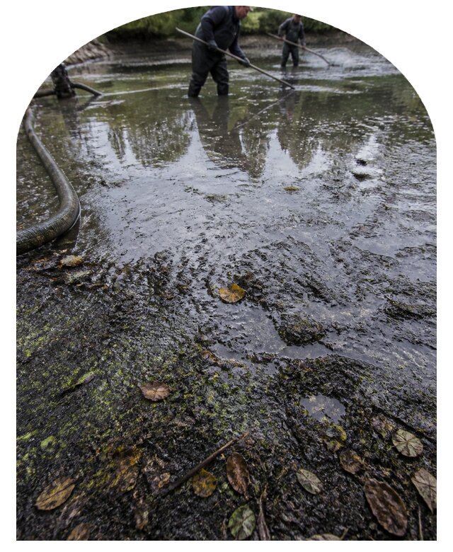 Очистка пруда в Сестрорецке от ила мусора и водорослей с вывозом